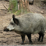 Wildschein im Wisentreservat bei Miedzydroje