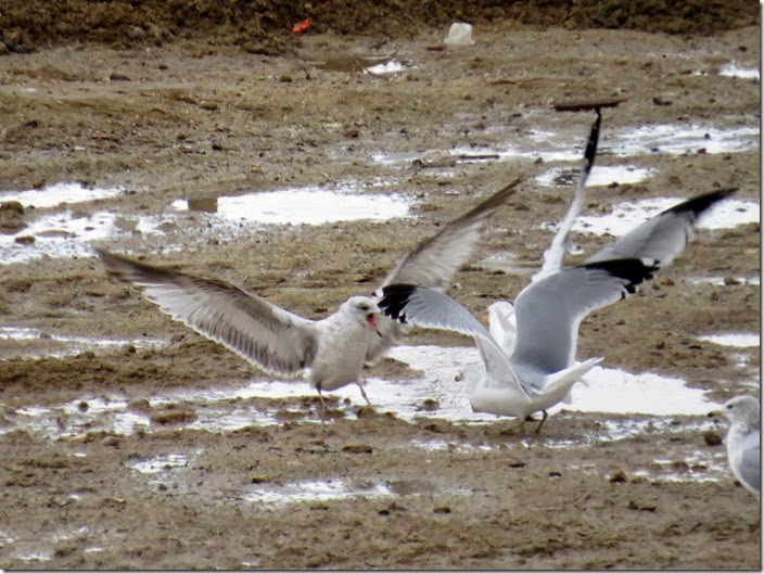IMG_1740 IMG_1740
