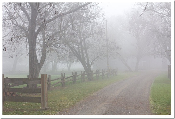 111220_fog_driveway