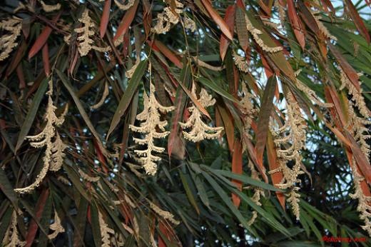 [bamboo_flowers_in_mizoram_ShahanazKi.jpg]