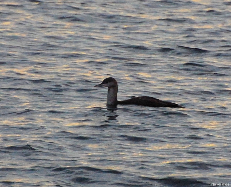 [7.%2520red-throated%2520loon-kab%255B3%255D.jpg]
