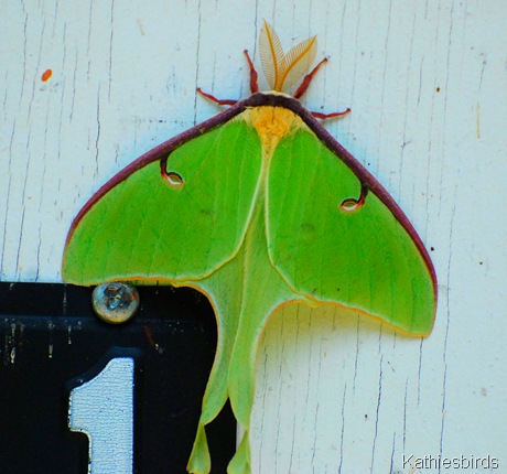 1. DSC_0001 Luna Moth