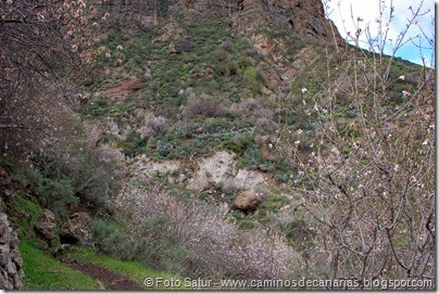 7524 La Goleta-Tejeda(Barranco de la Peña) 7524 La Goleta-Tejeda(Barranco de la Peña)