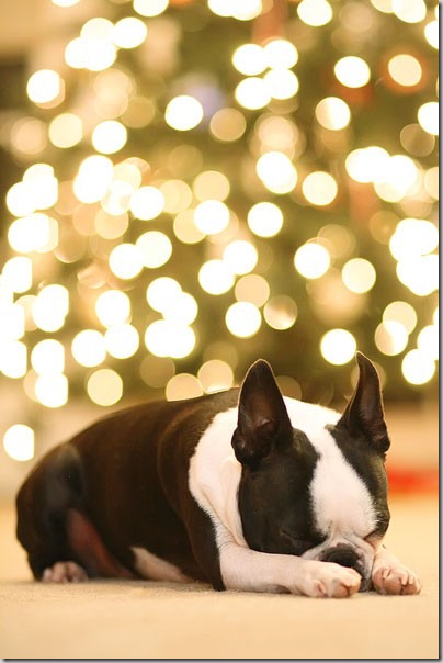 perro gorritos navidad (36)