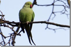 paris 2012 parc montsourris parrot 123012 00000