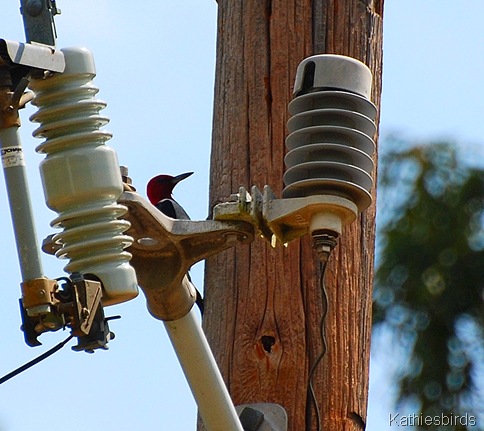 4. Redheaded woodpecker-kab