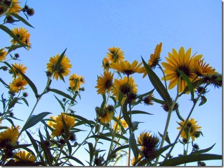 reaching-up-sunflowers