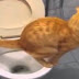 Funny Animals |Funny Cats, Funny Dogs|