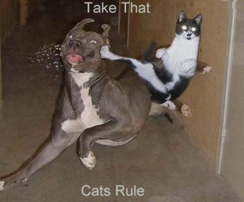 [Karate-Cat-Fighting-with-Dog%255B7%255D.jpg]