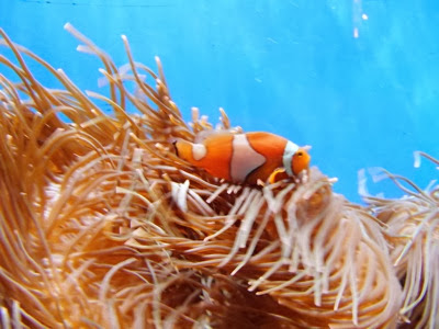 Nemo in aquarium2