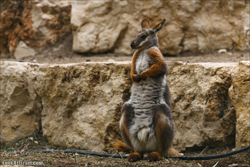 Ган Гуру - парк с кенгуру и другими австралийскими животными | Gan Guru | גן גורו | LookAtIsrael.com - Фото путешествия по Израилю