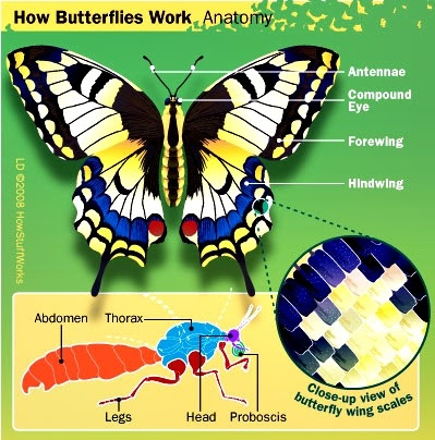 Pelangi Biologi KUPU KUPU Pelangi Biologi KUPU KUPU