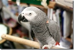 ALex parrot