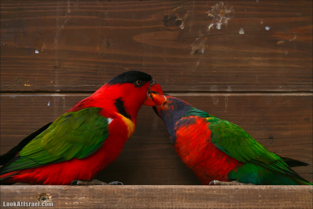 Ган Гуру - парк с кенгуру и другими австралийскими животными | Gan Guru | גן גורו | LookAtIsrael.com - Фото путешествия по Израилю