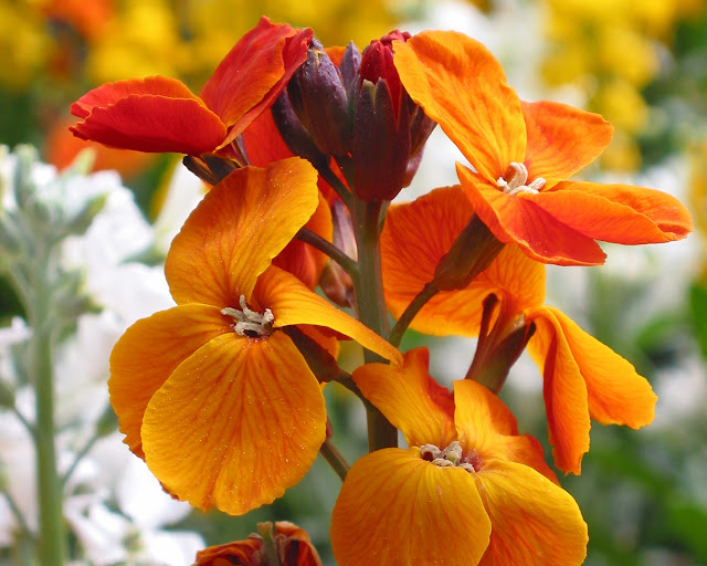 FleurduparcdeNantes.jpg