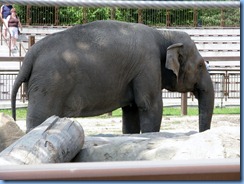 0297 Alberta Calgary - Calgary Zoo Destination Africa - Eurasia - Asian Elephant - Swarna
