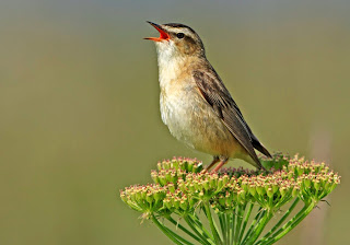 Suara Burung Sedge Warbler untuk Memaster download suara burung