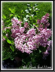 lilacs bloomed6 ARLH