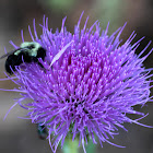 Thistle Bloom w/ Carpenter Bee