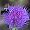 Thistle Bloom w/ Carpenter Bee