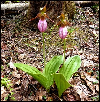 04 - Spring Wildflowers - Pink Lady Slippers