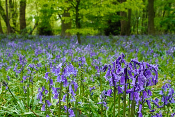 Bluebells at Marbury Country Park