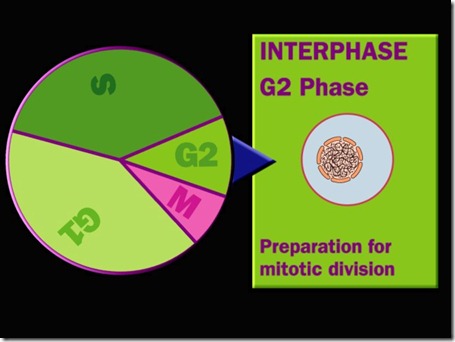 Cell cycle Interphase G2