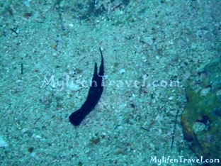 Koh Lipe Diving 65