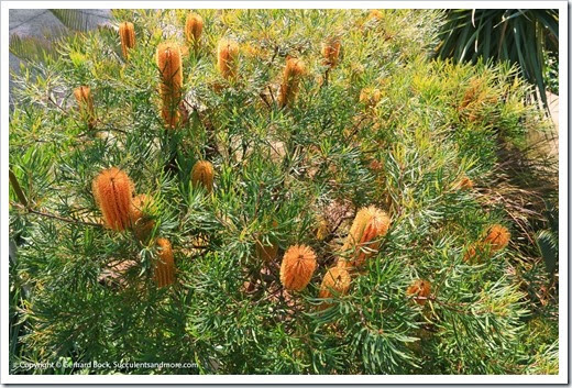 131230_UCBG_Banksia-spinulosa_002