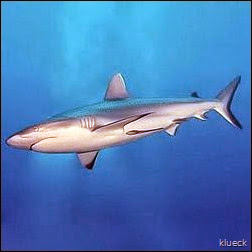 250px-Tiburón