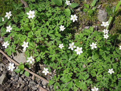 [新しいコレクション] 雑草 初夏 の 白い 花 255470