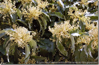 0033 Artenara-Moya(Laurel) 0033 Artenara-Moya(Laurel)