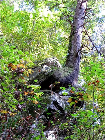 tree growing from rock