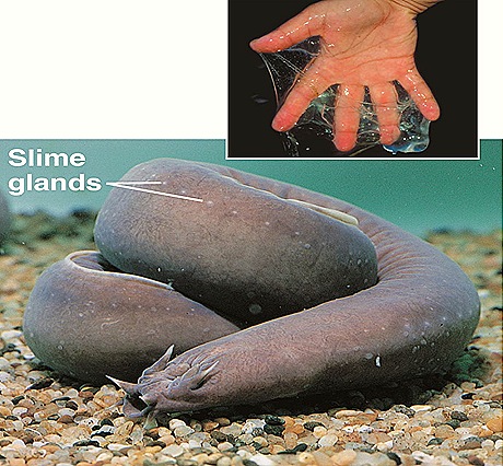 Hagfish Ronbon
