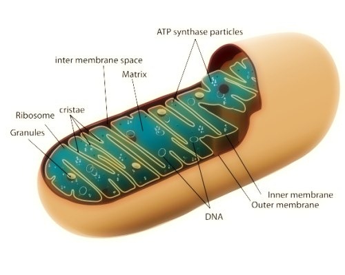 [mitocondri%255B4%255D.jpg]