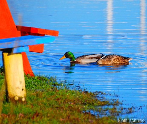 3. Mallard's-kab 3. Mallard's-kab