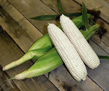 [White-Sweet-Corn2.jpg]