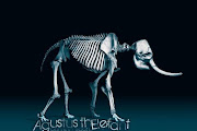 Agustus thElefant