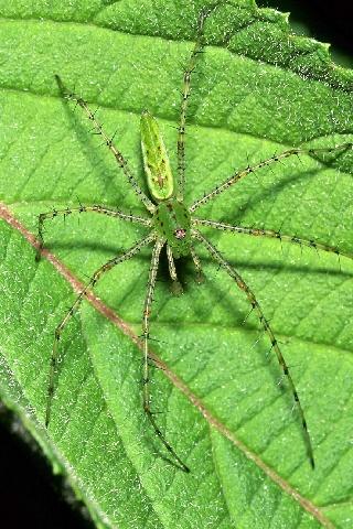 Ascw27970