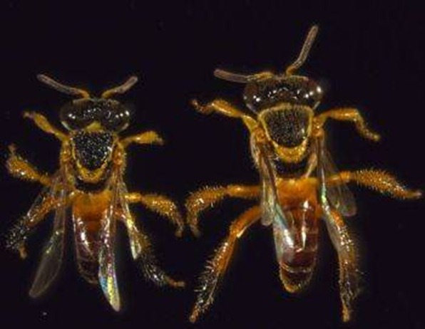 abeja 2