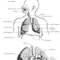 cuerpo humano aparato respiratorio