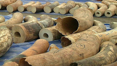 Thu giữ bốn tấn ngà voi tại Thái Lan