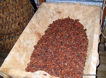 Cacao seeds, dried and roasted.