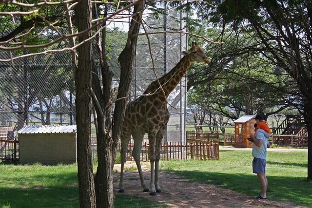 Giraffe, Lion Park Johannesburg