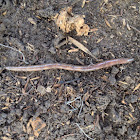 Earthworm