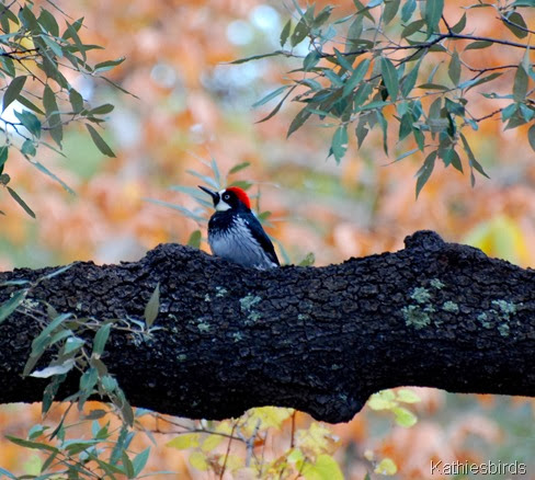 9. acorn woodpecker-kab