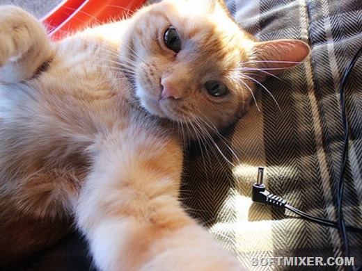 [1394714970_selfi-po-koshachi-4%255B9%255D.jpg]