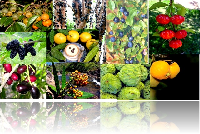 10 Frutas Nativas que curam (1)