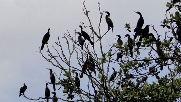 Aves na Reserva Mamirauá