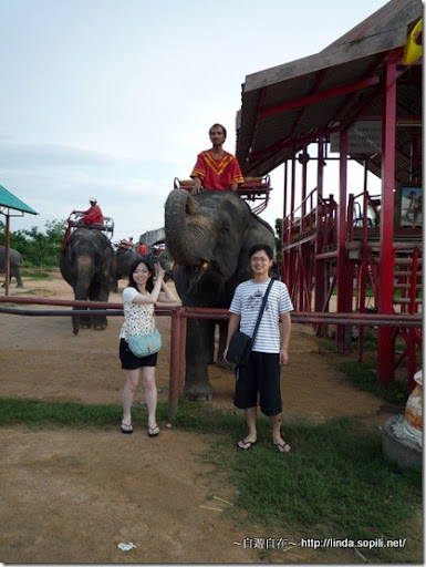 泰國芭達雅-大象合照